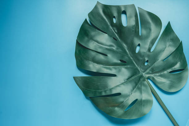 istock minimal flat lay summer time concept with monstera and tropical leaf tree on pastel blue background and copy space 1215743534