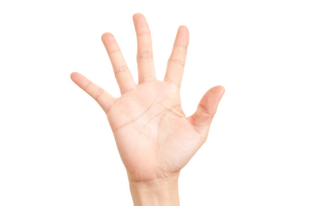 istock Hand shown five finger symbol on isolated white background for graphic designer. 1215744545