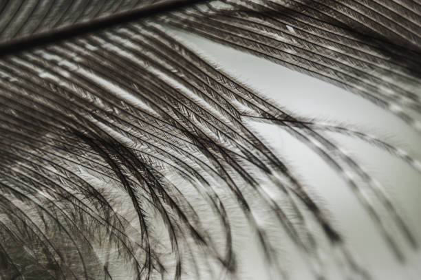istock the gray pheasant feather shines through closeup macro 1215744949