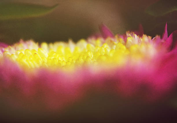 rosa blume nahaufnahme chrysantheme einzelne blume - chrysanthemum macro close up single object stock-fotos und bilder