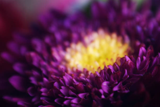 lila violett blume nahaufnahme chrysantheme einzelne blume gelb mitte - chrysanthemum macro close up single object stock-fotos und bilder