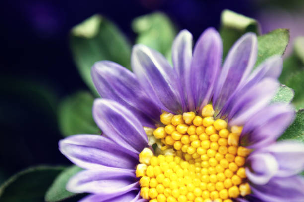 lila violett blume nahaufnahme chrysantheme einzelne blume gelb mitte - chrysanthemum macro close up single object stock-fotos und bilder