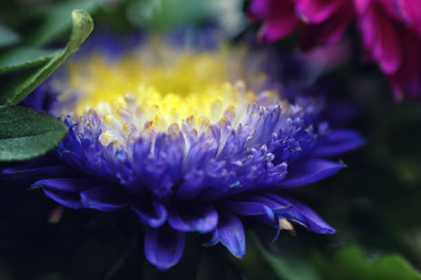 lila violett blume nahaufnahme chrysantheme einzelne blume gelb mitte - chrysanthemum macro close up single object stock-fotos und bilder