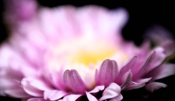 lila violett blume nahaufnahme chrysantheme einzelne blume gelb mitte - chrysanthemum macro close up single object stock-fotos und bilder