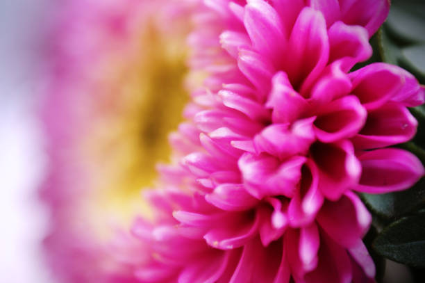 rosa blume nahaufnahme chrysantheme einzelne blume - chrysanthemum macro close up single object stock-fotos und bilder