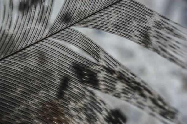 istock the gray pheasant feather shines through closeup macro 1215745312