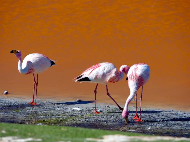 istock Three Flamingos in Red Lagoon 1215746630