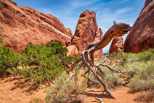 istock Dead Tree Devil’s Garden Trailhead Arches National Park USA 1215747308