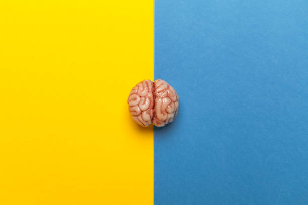 istock The human brain and split personality. Two psychological conditions 1215747925