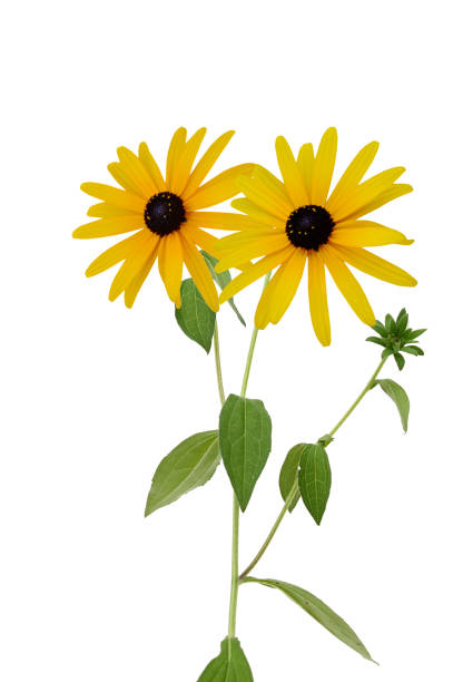 istock floral branch: rudbeckia (yellow black eyed) flowers 1215748890