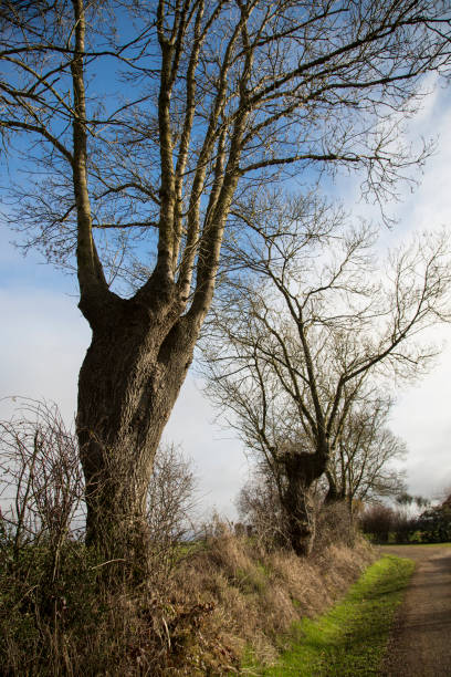 istock Country road in winter 1215748939
