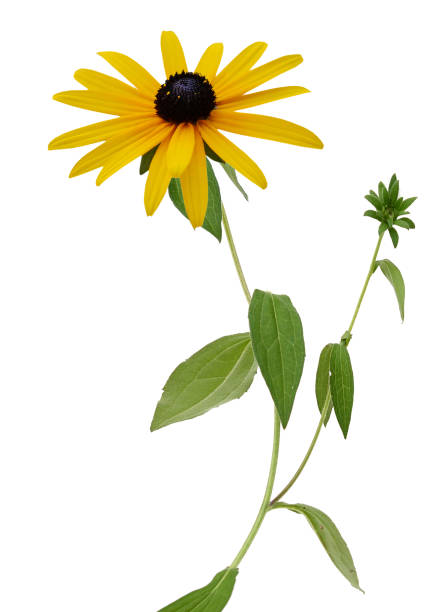 istock Fresh yellow susan flowers (rudbeckia) on white 1215749595