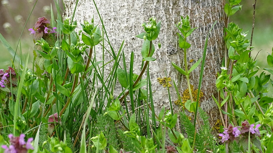 Green grass, spring wildflowers clinging to a tree trunk.