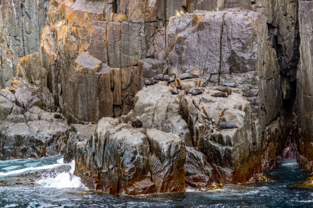 istock Seals relaxing on rock,  Eaglehawk Neck coastal cliff view on Tasman National Park conservation area, Port Arthur, Tasmania 1215750086