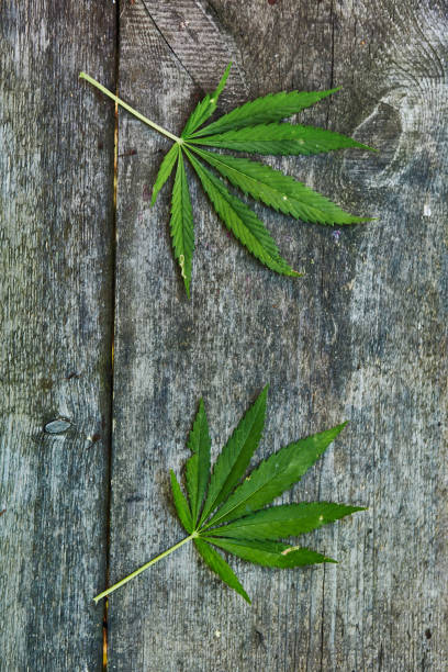 istock Leaf of marijuana on wooden texture with copy space 1215750226