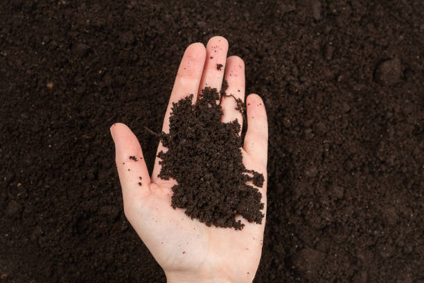 istock Woman hand holding ground. 1215750394