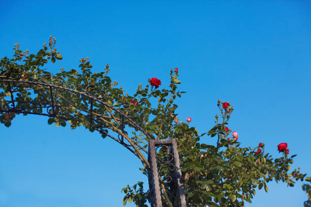 Red Rose in Summer Ornamental Garden Against Sky