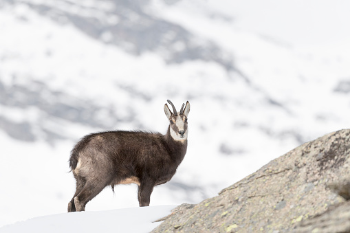 stunning wildlife photography in Alps mountains