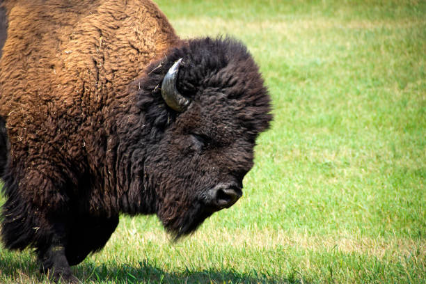 istock Buffalo in Custer State Park, South Dakota 1215751940