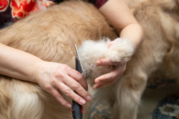 istock Combing the dog's hair 1215752021