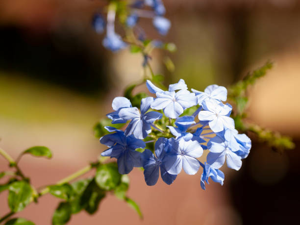 istock Flower in the sun 1215752393