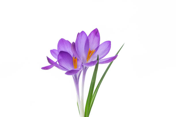 istock spring purple little crocus flowers isolated on white 1215752589