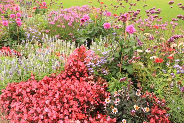 istock Colorful flowerbed 1215753534