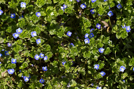 Speedwell Bird's eye little beautiful blue purple flowers Veronica filiformis is a species of flowering plant in the genus Veronica