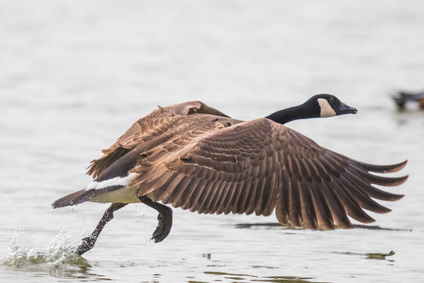 Canada Goose Takes Flight on a Winter Day Canada Geese are Lrge and Powerful Flyers canada goose photos stock pictures, royalty-free photos & images