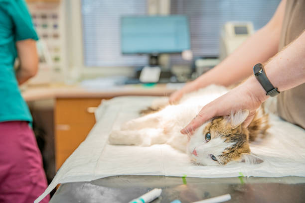 istock preparing the cat for surgery at the veterinary clinic 1215755240