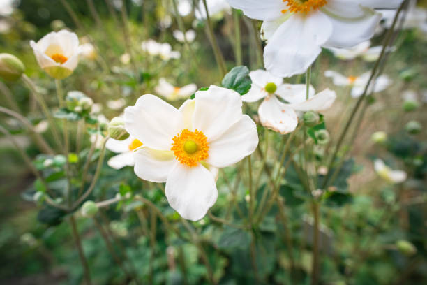 anemone hupehensis var. japonica, biały kwiat, ranunculaceae, pochodzi z japonii i chin - gabriel_i zdjęcia i obrazy z banku zdjęć