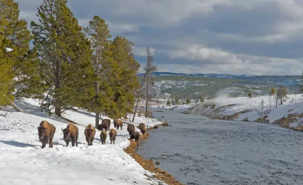 American Bison, Bison bison, walking by the Firehole River in the Winter in Yellowstone National Park, Wyoming