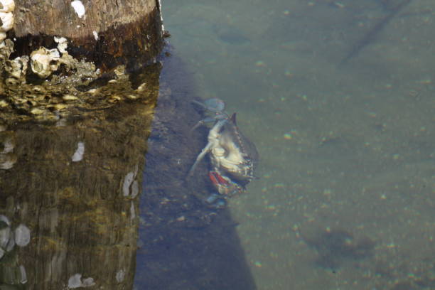 blue crab in the indian river lagoon  florida
