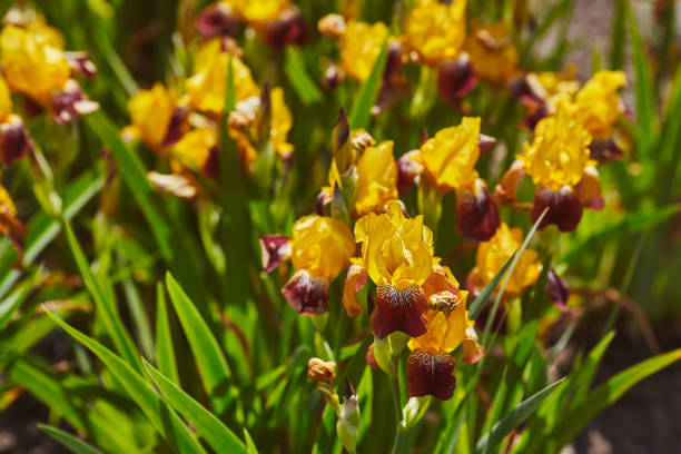 Iris plan in old garden realistic photo stock photo