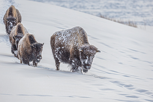 American bison, Bison bison, in Yellowstone National Park walking in the winter with deep snow.