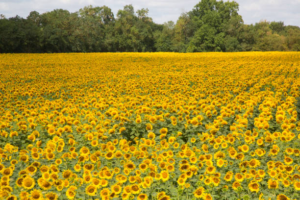 istock Field of sunflowers 1215758728