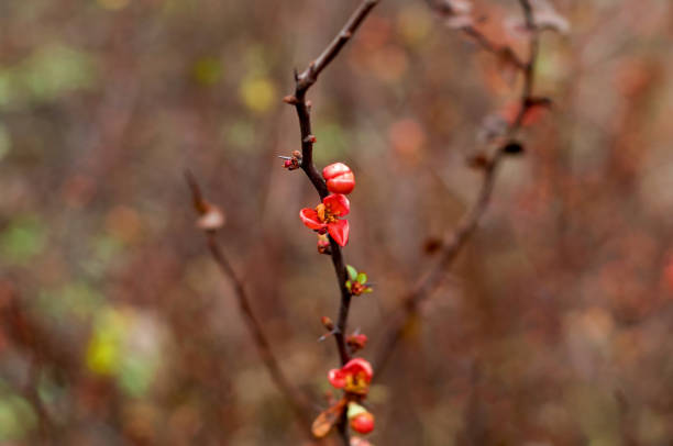 istock Architectural design in floral style. Blurred effect. Close-up, copy space 1215761759