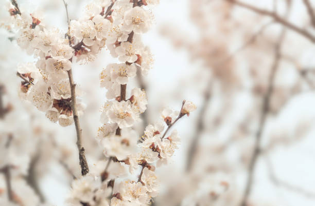 istock White tender apricot tree flowers in spring orchard 1215762178