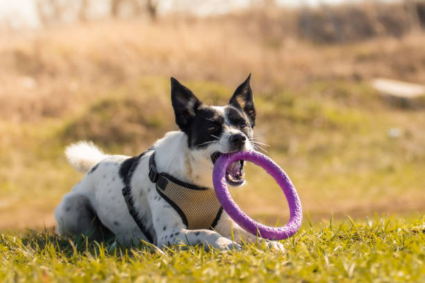 istock The dog is resting on a bright field and playing with a toy during training 1215763047
