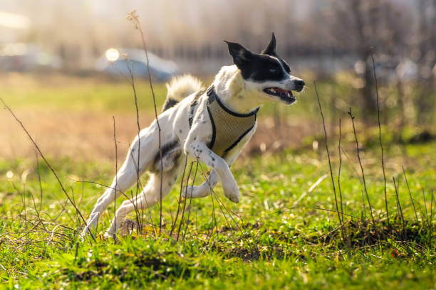istock Dog in motion, runs in the field, basenji executes commands and plays 1215763099