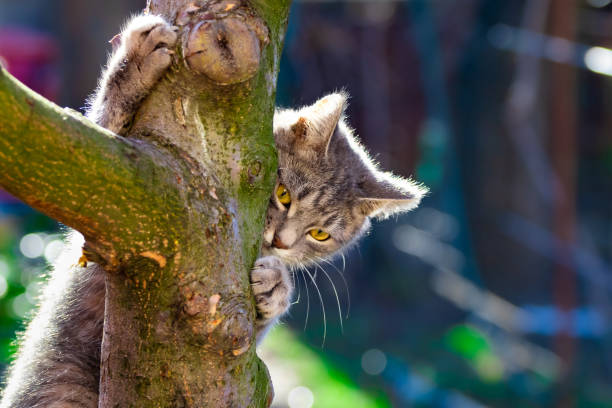 istock Beautiful tabby kitten climbed a tree in the village in the backlight 1215763173