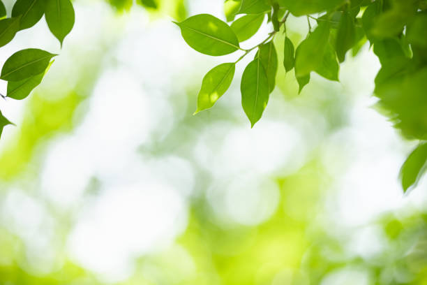 istock Close up of beautiful nature view green leaf on blurred greenery background under sunlight with bokeh and copy space using as background natural plants landscape, ecology wallpaper concept. 1215763972