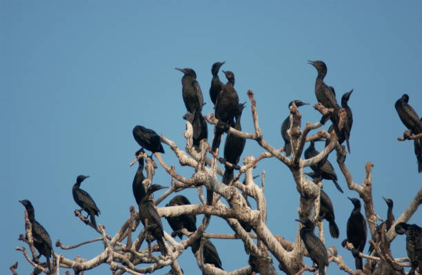 istock Little Black Cormorant 1215764629