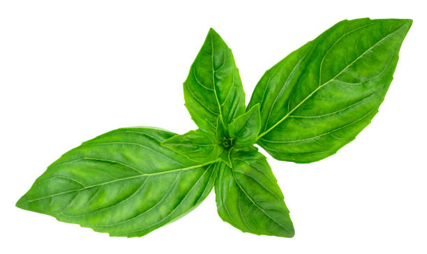 istock basil leaves isolated on white background with clipping path 1215765296