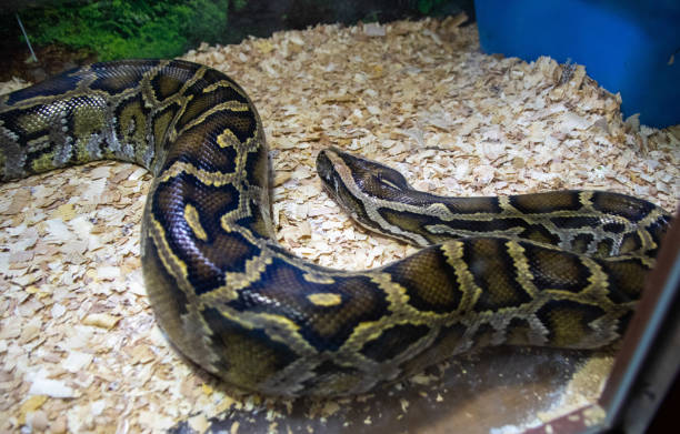 istock Snake in the terrarium in a zoo 1215765345