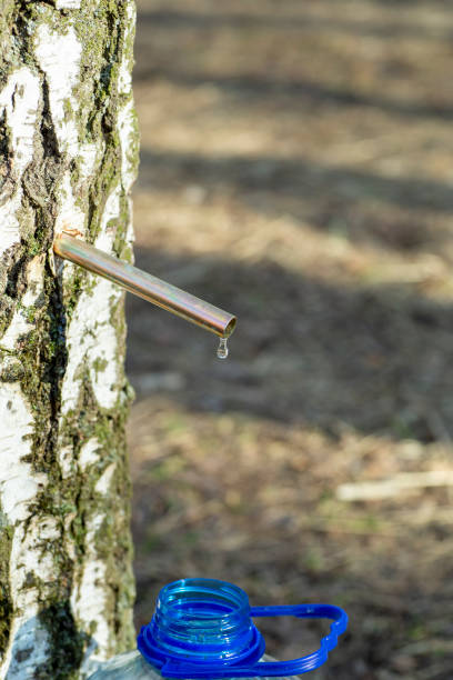 istock Birch sap drops in a springtime. Birch juice or water in a forest 1215765423