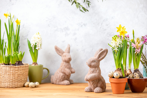 Easter home decor concept, blooming potted spring flowers standing on a wooden shelf, front view of decorative rabbit figurines, copy space for a text