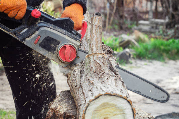 istock Woodcutter sawing a log with a chainsaw 1215766688