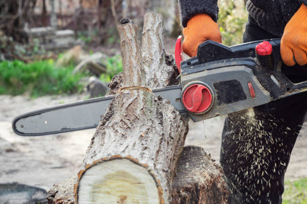 istock Woodcutter sawing a log with a chainsaw 1215766736