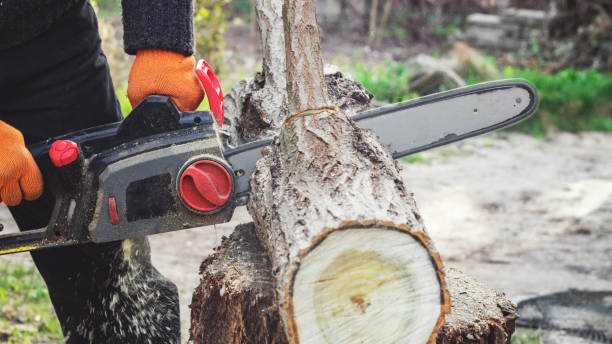 istock Woodcutter sawing a log with a chainsaw 1215766783